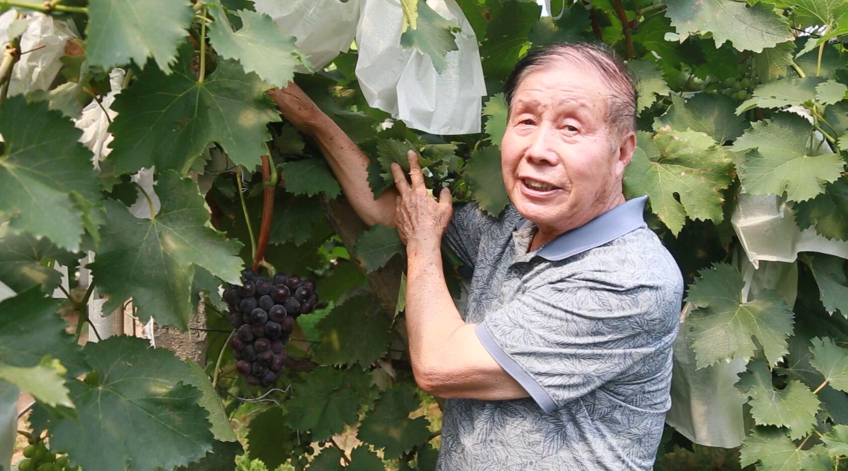 “戶太8號(hào)”產(chǎn)量是傳統(tǒng)葡萄3—6倍，富含抗癌微量元素白藜蘆醇